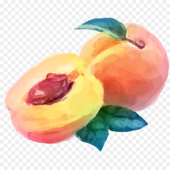 Watercolor painting Peach Fruit Drawing - Watercolor peach vector material 