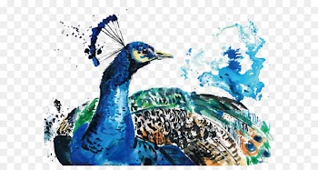 Watercolor painting Peafowl - Vector watercolor peacock 