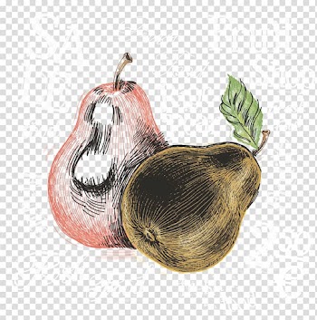 Watercolor painting Pear, Pear transparent background PNG clipart