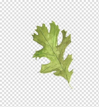 Watercolor painting Plant, Leaves transparent background PNG clipart