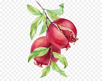 Watercolor painting Pomegranate Drawing - Hand-painted pomegranate 