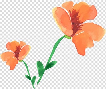Watercolor painting Poppy Flower, Watercolor painted floral decoration transparent background PNG clipart