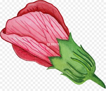 Watercolor painting Portable Network Graphics Adobe Photoshop Pigment - acollade watercolor 