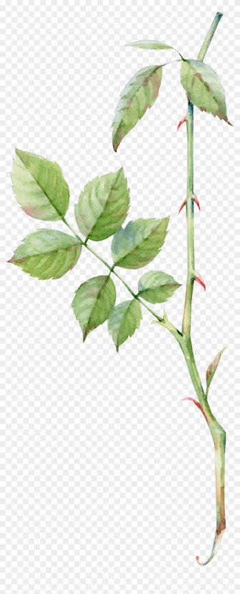 Watercolor Painting Rose Drawing Pink - Rose Leaf Watercolor