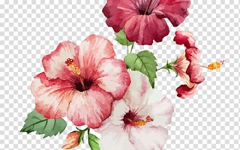 Watercolor painting Rosemallows Drawing, painting transparent background PNG clipart