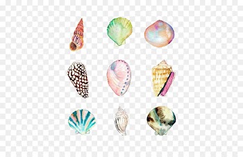 Watercolor painting Seashell Drawing Beach Illustration - shell 