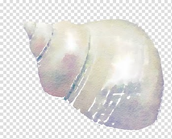 Watercolor painting Seashell , seashell transparent background PNG clipart