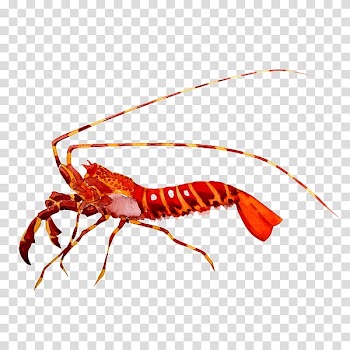 Watercolor painting Shrimp, painting transparent background PNG clipart
