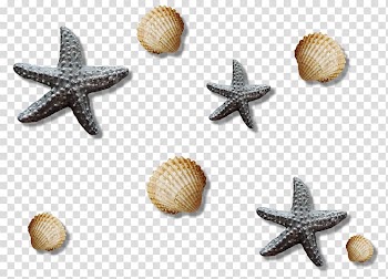 Watercolor painting , starfish transparent background PNG clipart