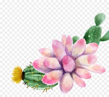 Watercolor painting Succulent plant - cactus 