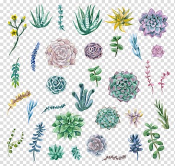 Watercolor painting Succulent plant , succulent plants, assorted species of plants transparent background PNG clipart