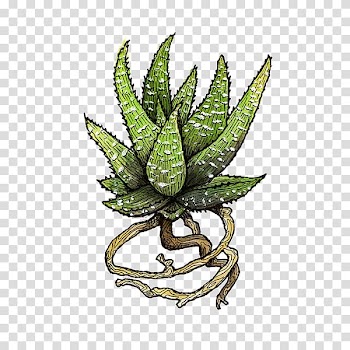 Watercolor painting Terrarium YouTube Asheville, watercolor usa transparent background PNG clipart