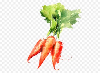 Watercolor painting Vegetable Drawing Carrot - Painted carrot 