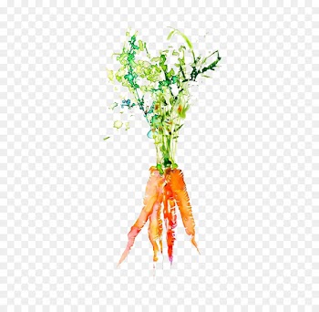 Watercolor painting Vegetable Graphic design Illustration - carrot 