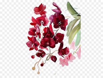 Watercolor painting Watercolor: Flowers Watercolour Flowers Orchids - Red flowers 