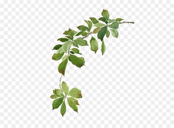 Watercolor painting - Watercolor green leaves 