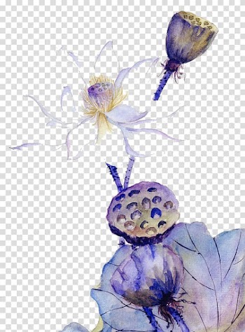Watercolor painting , Watercolor lotus transparent background PNG clipart