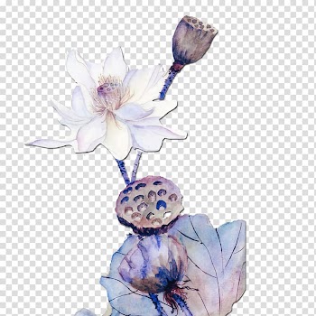 Watercolor painting , Watercolor lotus transparent background PNG clipart