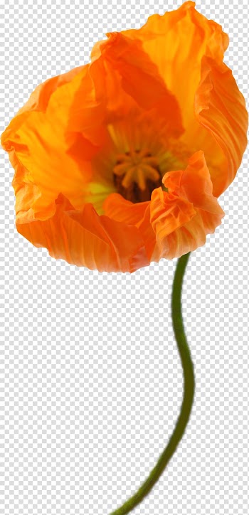 Watercolor painting Watercolour Flowers Drawing Creative Watercolor, gerbera transparent background PNG clipart