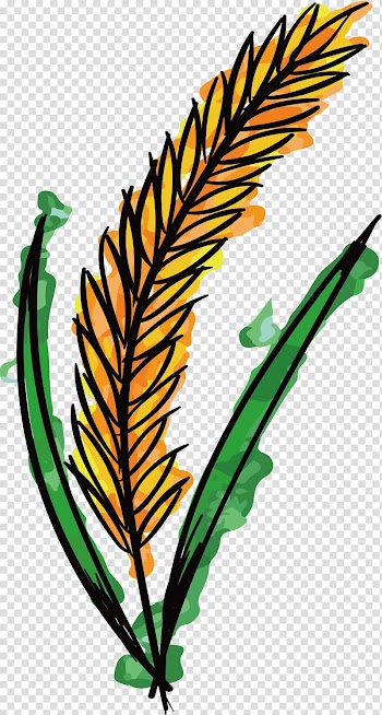 Watercolor painting Wheat , Hand-painted wheat transparent background PNG clipart