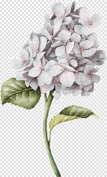 Watercolor painting White House, A bunch of hand-painted flowers, white petaled flowers transparent background PNG clipart
