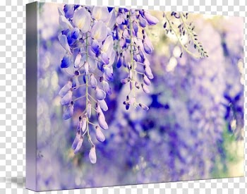 Watercolor painting Wisteria Fine art Printmaking , wisteria transparent background PNG clipart