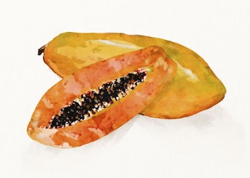 Watercolor papaya illustration, fruit drawing | Free Photo Illustration - rawpixel