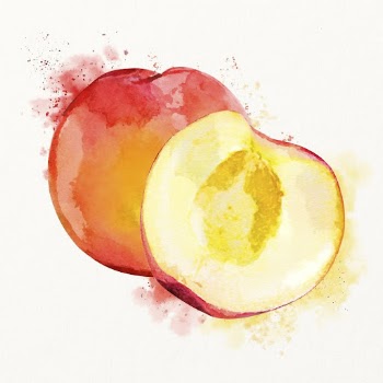 Watercolor peach illustration, fruit drawing | Free Photo Illustration - rawpixel