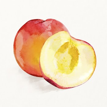 Watercolor peach illustration, fruit drawing | Free Photo Illustration - rawpixel