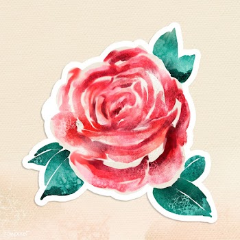 Watercolor rose sticker overlay with a white border | Free  illustration - 2359010