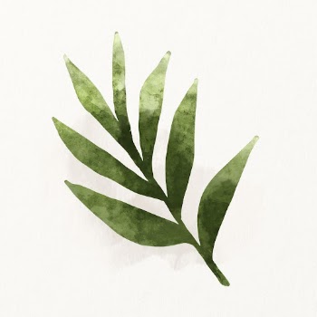 Watercolor sage illustration, herb drawing | Free Photo Illustration - rawpixel