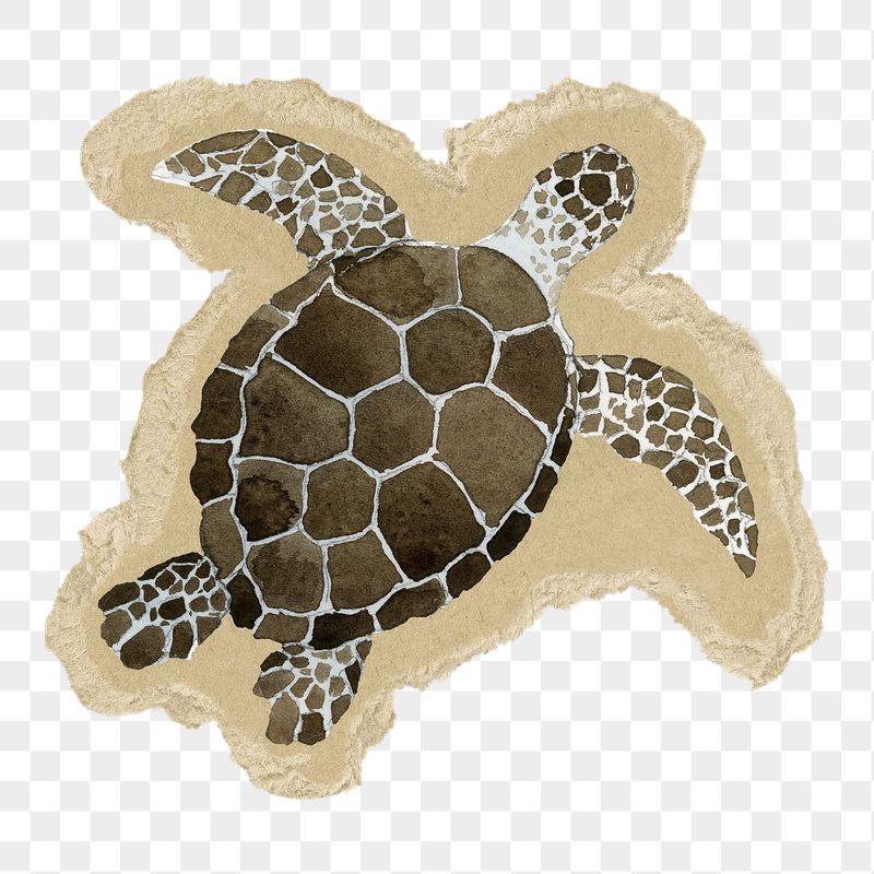 Watercolor sea turtle png sticker, | Free PNG Illustration - rawpixel