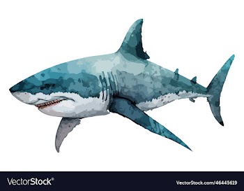 watercolor shark