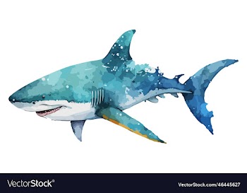 watercolor shark