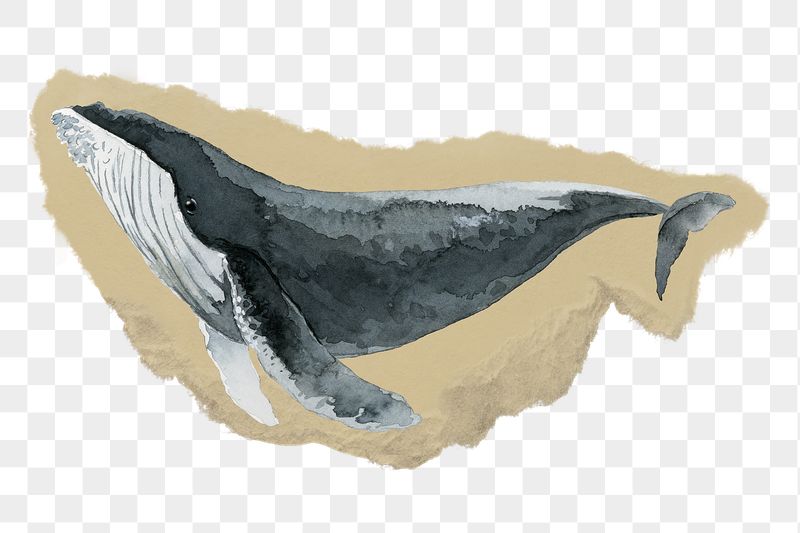 Watercolor whale png sticker, ripped | Free PNG Illustration - rawpixel