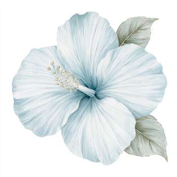 Watercolor White Coastal Flower