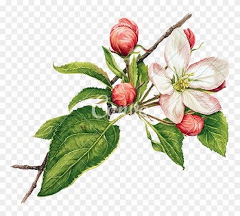 Watercolor With Apple Tree In Blossom - Apple Tree Blossoms Clip Art