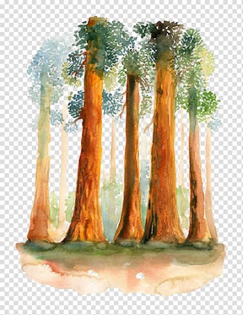 Watercolor woods transparent background PNG clipart