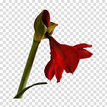 Watercolors for Beginners Flower Animation Watercolor painting, Red lily transparent background PNG clipart