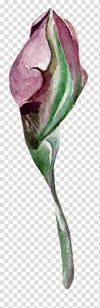 Watercolour Flowers Creative Watercolor Watercolor painting Bud, Purple bud transparent background PNG clipart