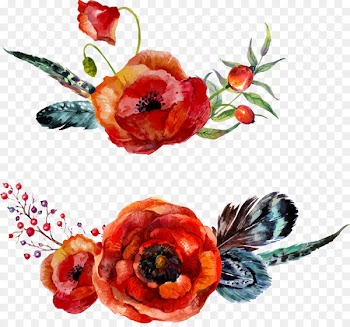 Watercolour Flowers Poppy Watercolor painting - Drawing vector floral feather 