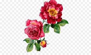 Watercolour Flowers Rose Watercolor painting - Peony flowers 