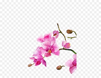 Watercolour Flowers Watercolor painting Drawing - Watercolor flowers 