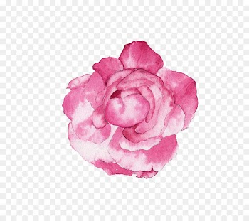 Watercolour Flowers Watercolor painting Illustration - Watercolor pink peony 