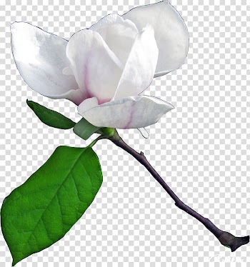 Watercolour Flowers Watercolor painting , magnolia flower transparent background PNG clipart