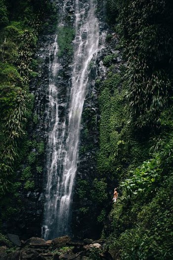 waterfall near green plants