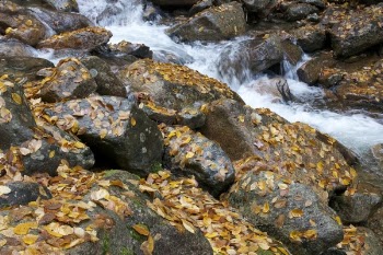 Waterfalls and Broen Dried Leaf