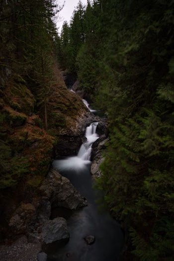waterfalls and forest during day