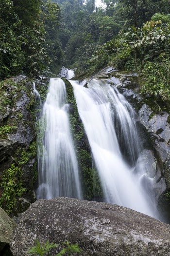 Waterfalls Near Trees