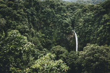 waterfalls surround by trees
